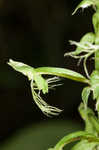 Green fringed orchid